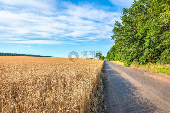 庄稼成熟小麦田和乡村公路自然小图片