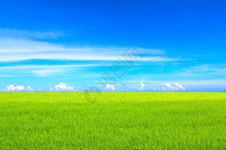 绿稻和天空明亮的堂农场图片