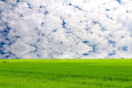 黄色的食物绿稻和天空环境图片
