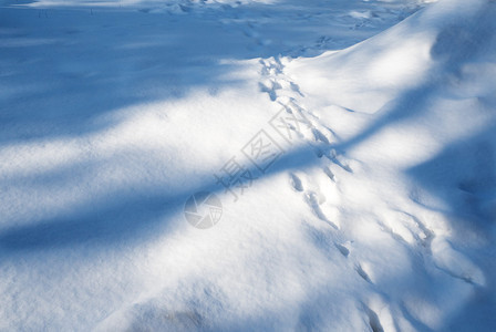 白雪皑踪迹路从覆盖的格莱德白雪森林上留下痕迹的足图片