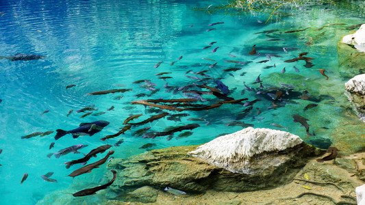 鱼LombPhuKiew是蓝邦省的一个绿化游泳池天堂森林图片