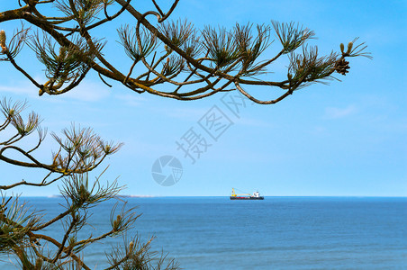 海上的船在地平线松杉在海岸的树枝上松杉在海岸的树枝在海船地平线俄罗斯油船加里宁格勒图片