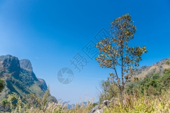 野营山毛榉DoiLuangChiangDao山风景清迈泰国銮图片