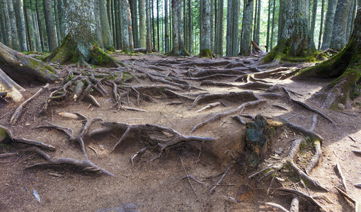 春天来自地面的扬声器老林中树根的纹理老林中树根的纹理土壤老图片