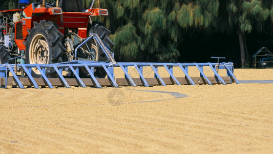 自然部分红色拖拉机正在大米磨坊地区内部的稻田间烘干庭院上工作这是农业的概念户外机器图片