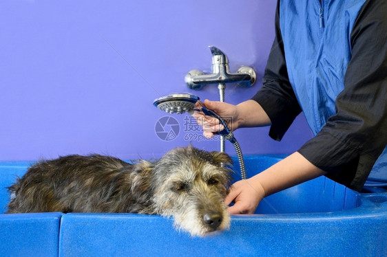 浴室专业宠物美容师在院洗狗高品质照片专业宠物美容师在院洗狗毛皮服用图片
