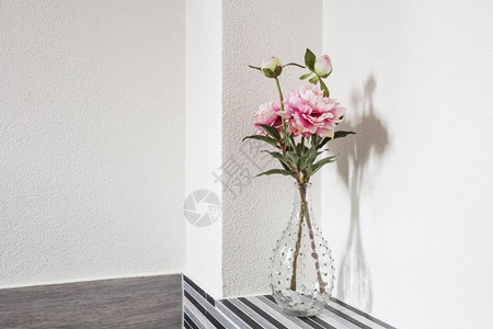 礼物玫瑰绽放白色背景玻璃花瓶中美丽的朵特写白色背景玻璃花瓶中美丽的朵图片