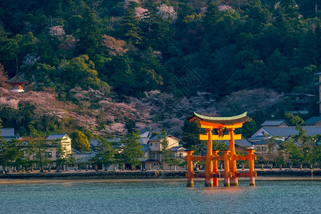 寺庙水日本广岛宫的石神社与樱树一起漂浮在日本广岛宫间海滩图片