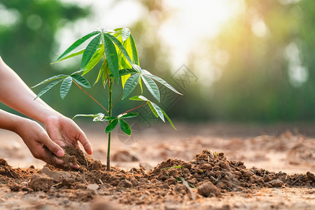 模糊为拯救世界生态环境概念在花园植树以拯救世界生态环境概念为了地球图片