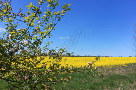 蓝色的场景黄油菜田花和树木开黄色油菜田俄罗斯图片