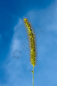 狗尾草以蓝天空背景为的狐尾绿色闭路拉丁名Setariaviridis草地户外背景图片