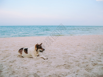 海滩上的狗狗图片