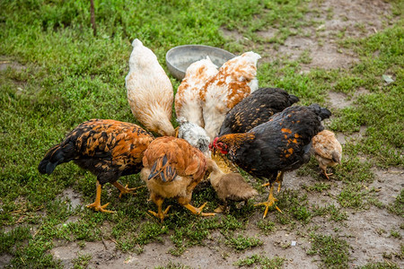 站立农业在场院子里的小母鸡不同品种的在农场院子里的小母鸡喙图片