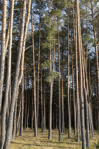 树木旅行有大尺寸老松树的林景观老苔藓图片