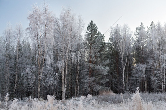 冰气候宁静蓝天空中刺和松树的木图片