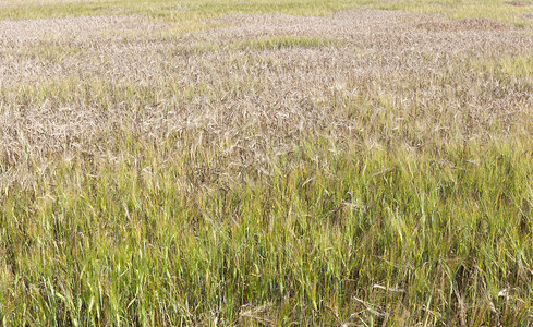 食用种植谷物的农业领域夏季时间种植农业领域晴天禾本科图片