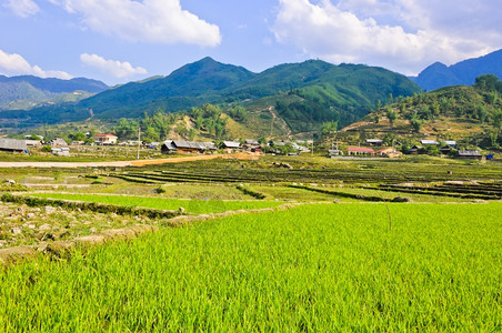 食物越南萨帕高地的景观旅行栽培图片