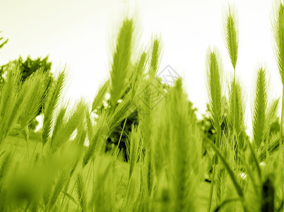 绿色小麦背景耳朵谷物观农业图片