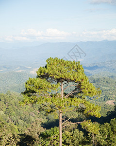 在山顶生长的高树木覆盖的山丘云团聚集在天空中一种旅行春天图片