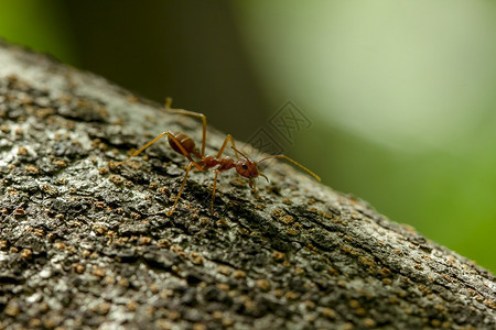 自然树上的蚂蚁环境粮食团体图片