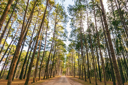 秋天森林里的道路图片