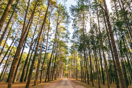 秋天森林里的道路图片