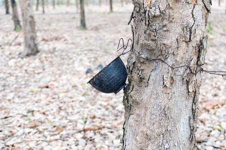 植物材料树上挂着塑杯用于橡胶树的供水木头图片