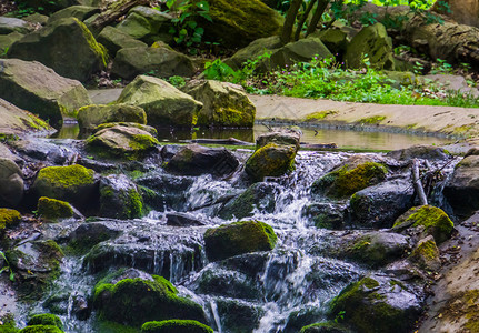 美丽的瀑布流岩石覆盖在绿苔中自然背景池塘热带外部图片