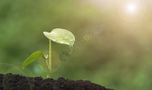 农业叶子Formonda植物幼苗表面的阳光正在绿化背景的肥沃土壤中生长降低图片