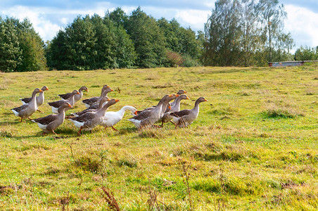 一群家鹅跑过草地的灰鹅跑过草地的灰鹅一群家农业场景美丽的图片