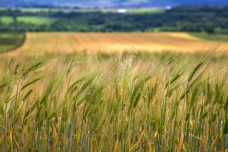 绿色季节田地小麦耳模糊背景农业和收割概念包括农牧业和采伐春天图片