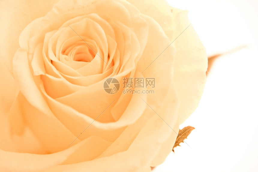 关闭橙色玫瑰花瓣香味祝贺芳疗法图片