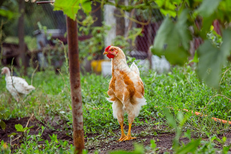 黄色的在农场院子里小母鸡不同品种的在农场院子里的小母鸡羽毛户外图片