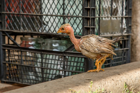 家禽全新世自然在农场院子里的小母鸡不同品种的在农场院子里的小母鸡图片
