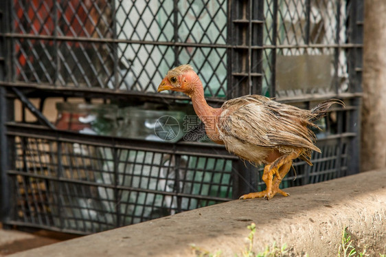 家禽全新世自然在农场院子里的小母鸡不同品种的在农场院子里的小母鸡图片