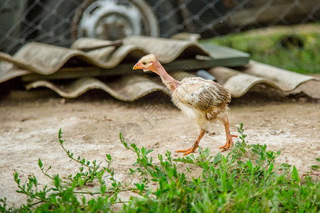 在农场院子里的小母鸡不同品种的在农场院子里的小母鸡户外喙图片