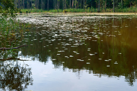 湖春天绿沼泽荒野有灌木树和地衣的沼泽天空图片