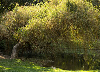 秋天在华沙的波兰公园孤独的哭泣柳树被池塘从水中反射而来秋季湖植物学图片