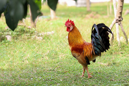 打猎乡村的在泰国花园里斗鸡公很漂亮图片