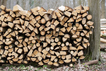 生的股票林中木柴堆森图片