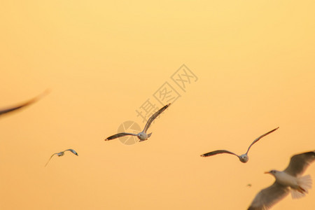 传播棕头海鸥在空中飞翔水鸟图片