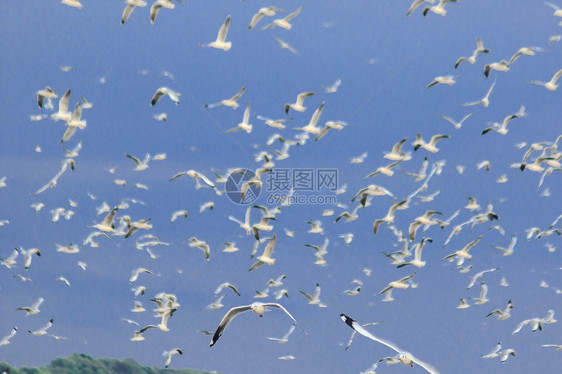 飞行青头鱼棕海鸥在空中飞翔传播图片
