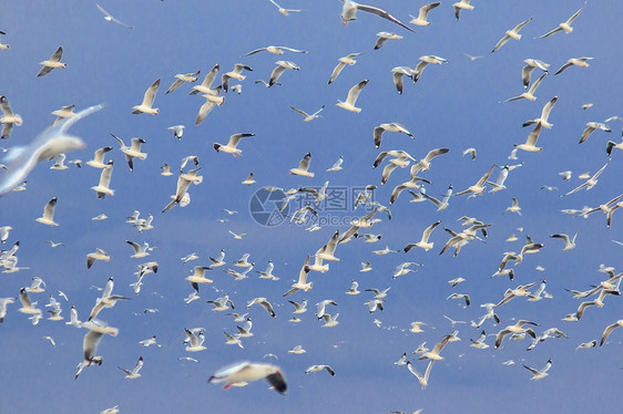 棕头海鸥在空中飞翔航班拉鲁斯鸟图片