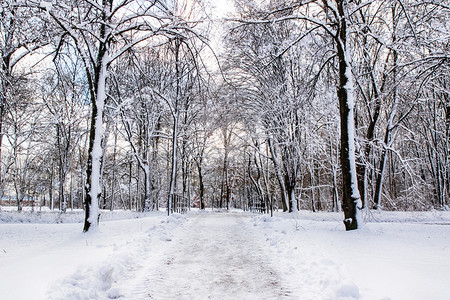 场景季节白雪进入森林中几棵树风景图片