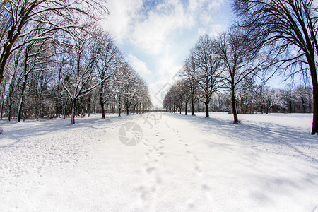 景观寒冷的白色雪进入森林中几棵树图片