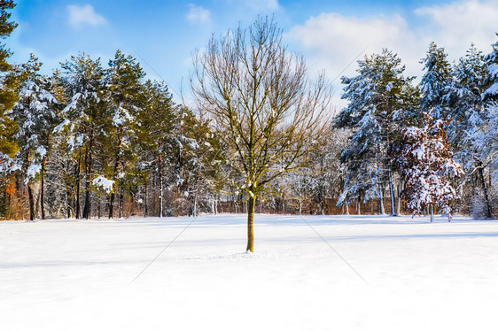 小路白雪进入森林中几棵树风景图片