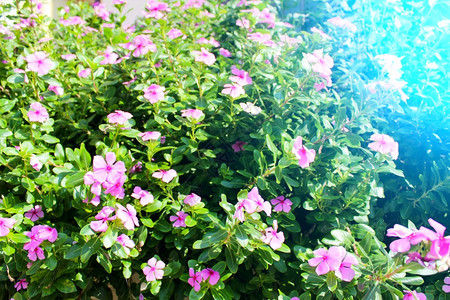 新鲜的花园中美丽粉红色花朵场地玉石图片