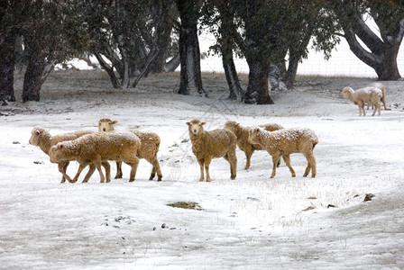 站在澳大利亚新南威尔士州拉格甘附近的雪中动物财产拉根图片