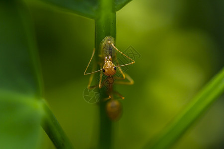 生物蚂蚁是天然的树叶团队合作动物图片
