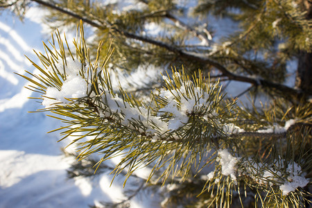 覆盖植物群冰冷雪下的松树枝图片